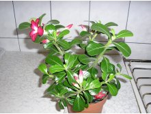   (Adenium)