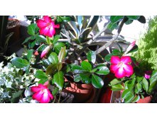   (Adenium)