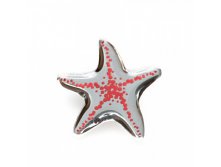  Asteriidae /