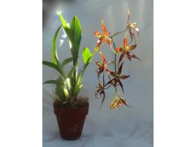  ( Odontoglossum) - 600 .