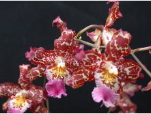  ( Odontoglossum)