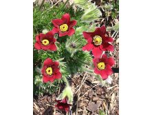 Pulsatilla vulgaris Bells Red (  ' ',)- 80     (19)   ..