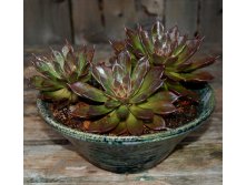    (Echeveria black prince -   ...