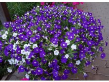 Petunia Blanket Violet