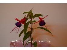 Aretes upright jollies nantes.jpg