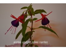 Aretes upright jollies nantes 1.jpg