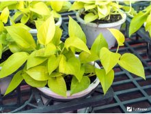    Epipremnum golden pothos-    ..