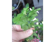   (riphasia trifolia)-   ..