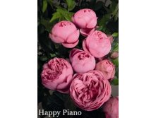  Happy Piano ( 15).jpeg