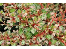     (Berberis thunbergii Silver Beauty)-