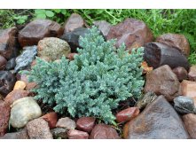   (Juniperus squamata Blue Star )