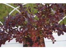     (Berberis media Red Jewel)---- 