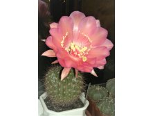 Echinopsis kermesina VG-610