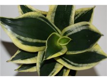     ( Sansevieria Golden Hahnii Black) -