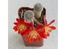 Rebutia heliosa var condorensis IMG 5238.jpg