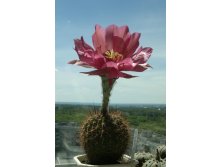 Echinopsis kermesina VG-610