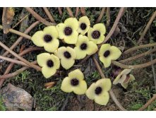 Asarum Hexastylis rosei North Carolina.jpg