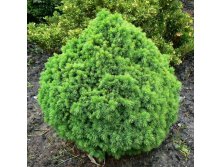    (Picea glauca Alberta Globe).jpg