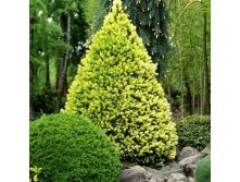    (Picea glauca Daisy's White).jpg