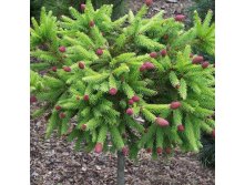    (Picea abies Push).jpg