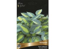    Hosta atherine  153,0 ..jpeg