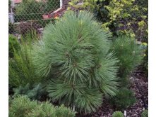  Pinus jeffreyi Joppi C5 20-35==33,26 ,  17-20 .jpg