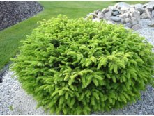  Picea abies Nidiformis --