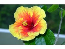   Hibiscus Apollo