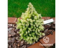     (Picea glauca Daisy's White).jpg