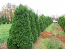 Thuja () occidentalis Spiralis C2 80-100 = 311-