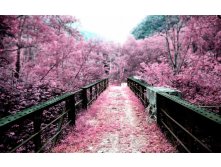 Landscapes cherry blossoms flowers bridges pink flowers.jpg