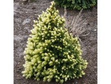  Picea glauca Daisy's White-