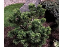 Pinus () mugo Jakobsen C4 20-30 -.jpg