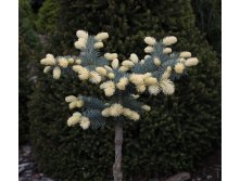 Picea () pungens Bialobok C10 PA 80-90 d 35-45 = 2925-.jpg