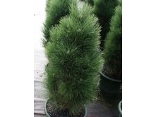  Pinus nigra Green Tawer C5 50-60 Cieplucha= 21,17-.jpg
