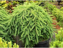 Picea () abies Frohburg 10 80-100= 38,56 