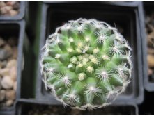 Mammillaria deherdtiana