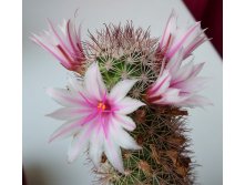 Mammillaria fraileana