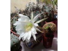 Echinopsis sp. VG-763