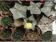 ԣ Astrophytum myriostigma