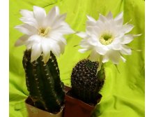 Echinopsis subdenudata and Echinopsis sp. VG-763