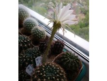 ݣ  Echinopsis ancistrophora VG-635