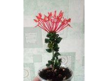 Ixora Hindu Rope (orange flower)