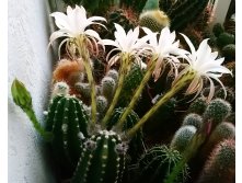 Echinopsis subdenudata