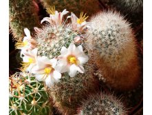 Mammillaria louisae