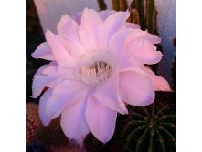 Echinopsis eyriesii