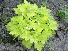 Heucherella 'Sunrise Falls'