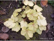 Heucherella 'Fire Frost' 