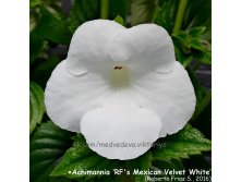 Rf's Mexican velvet White (..) - 250 .