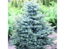   (Picea pungens Glauca) C10, 1599 